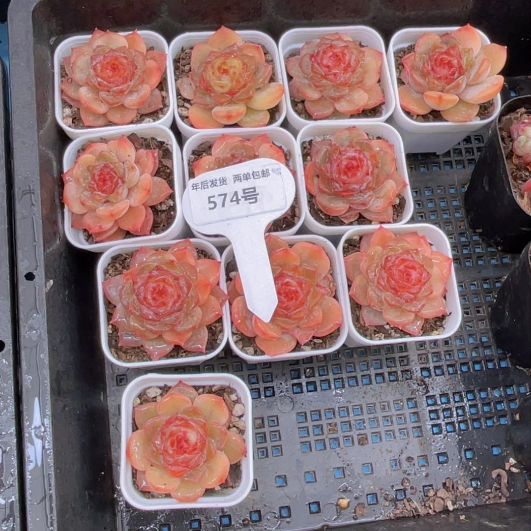 574号涟漪单头一个