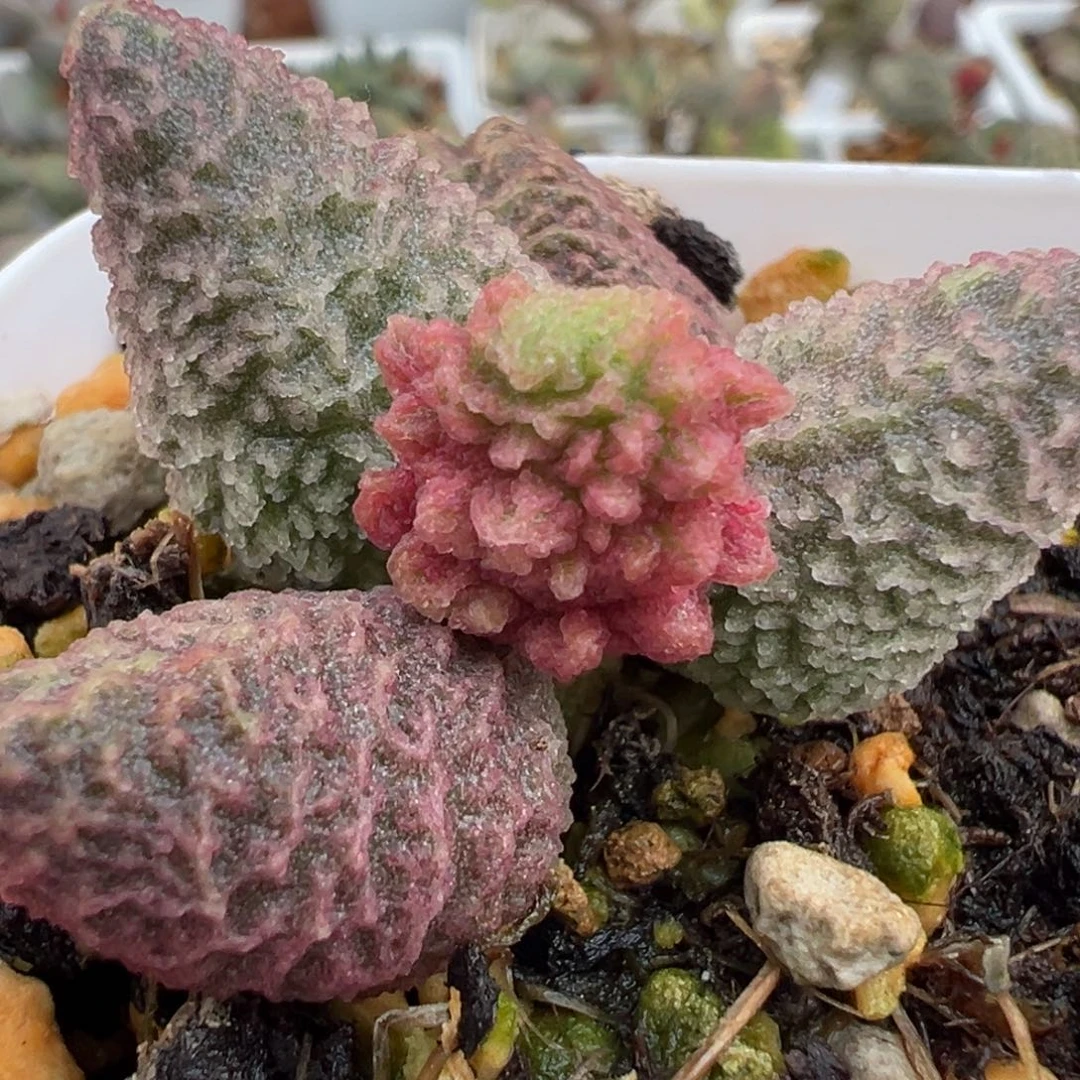 小毒瘤实生新品多肉植物水泡