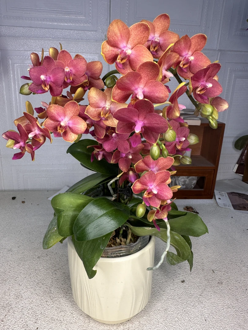 花悦里【金边番茄】浓香型带花带花苞发货 广州花卉源头基地