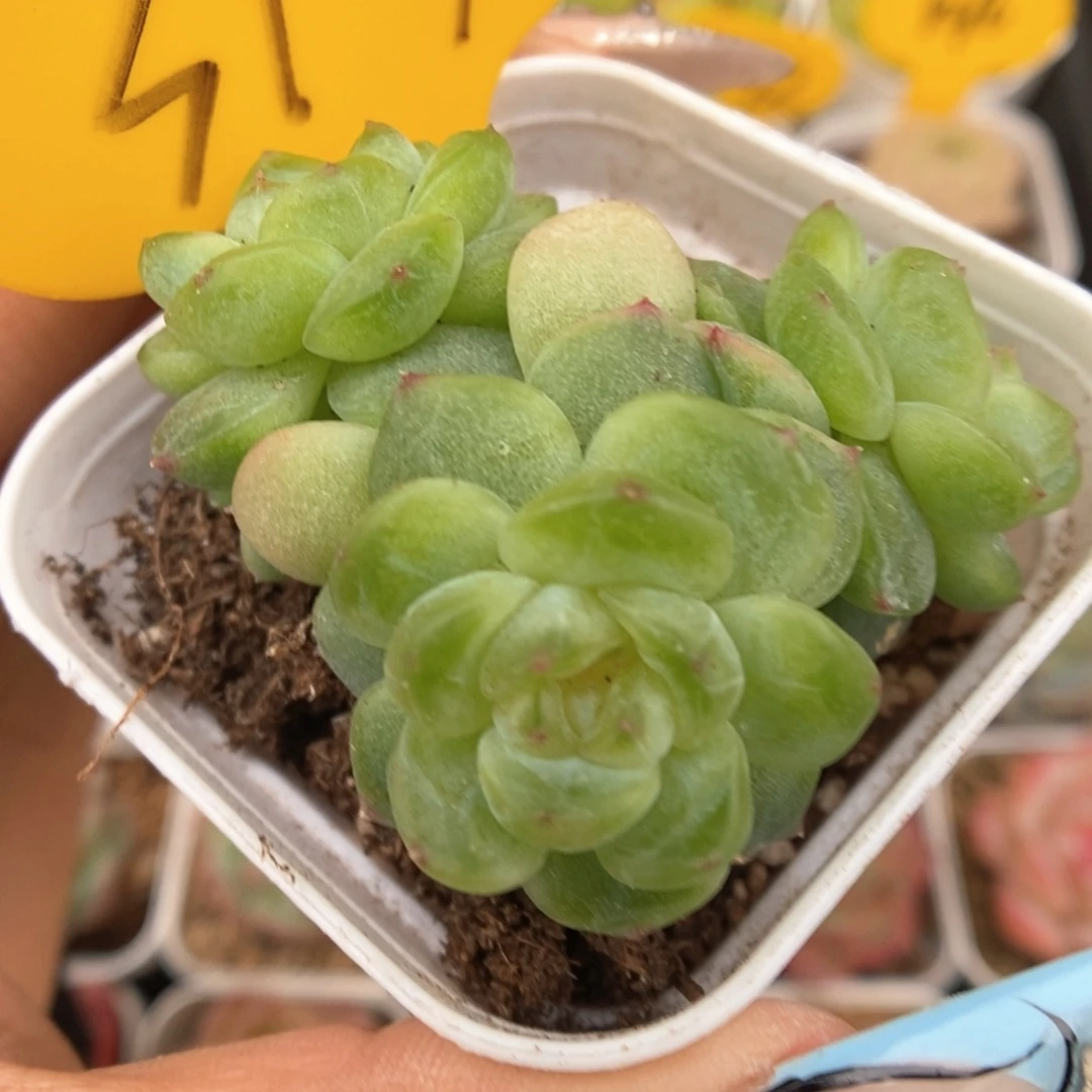 玲珑珍妮群生317号。