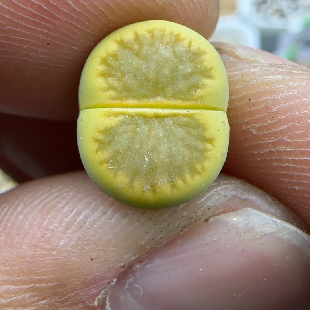 515 生石花大棚直播