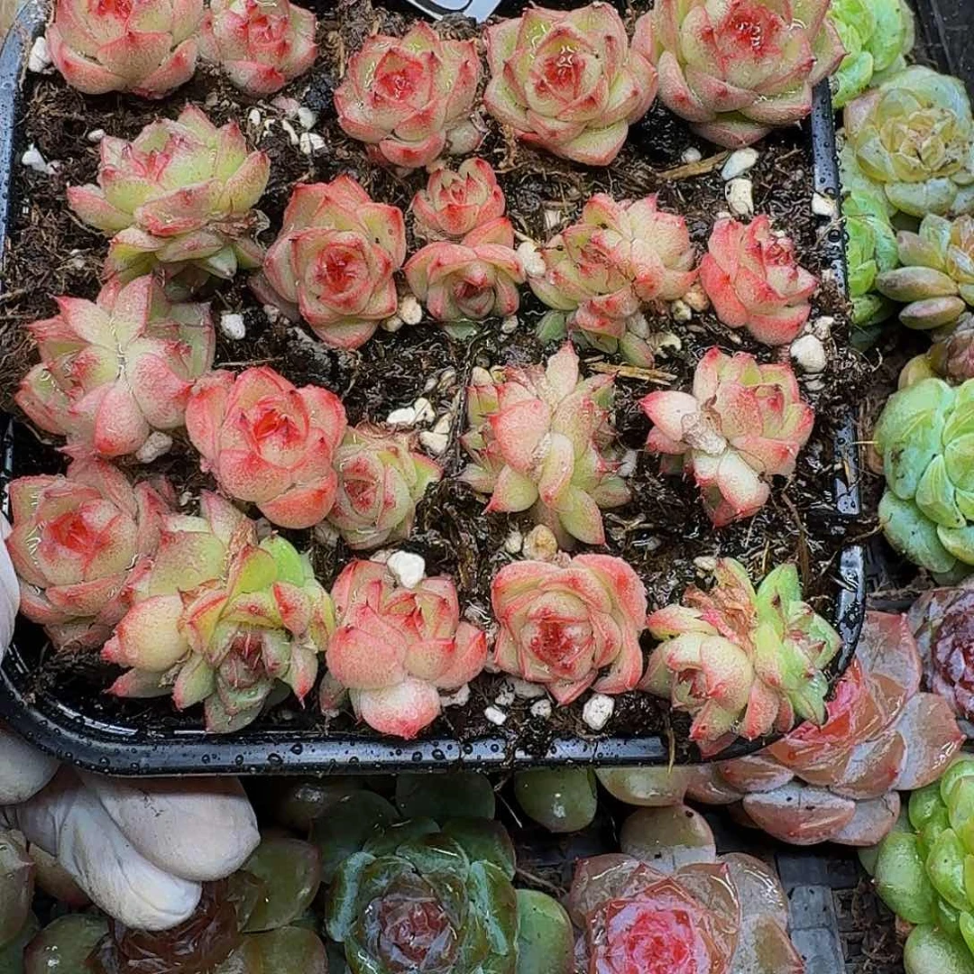 A****?多肉植物多肉植物638