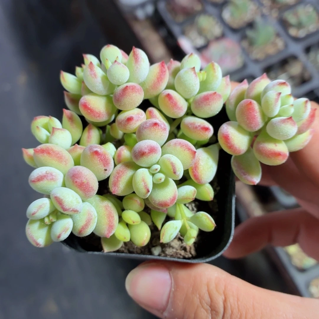 达摩福娘多肉9.9包邮发货