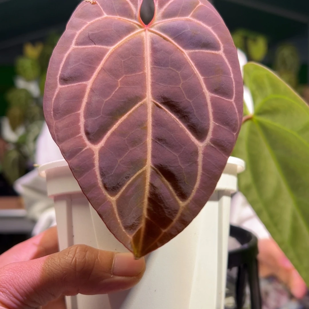 完全开放撕裂纹*红