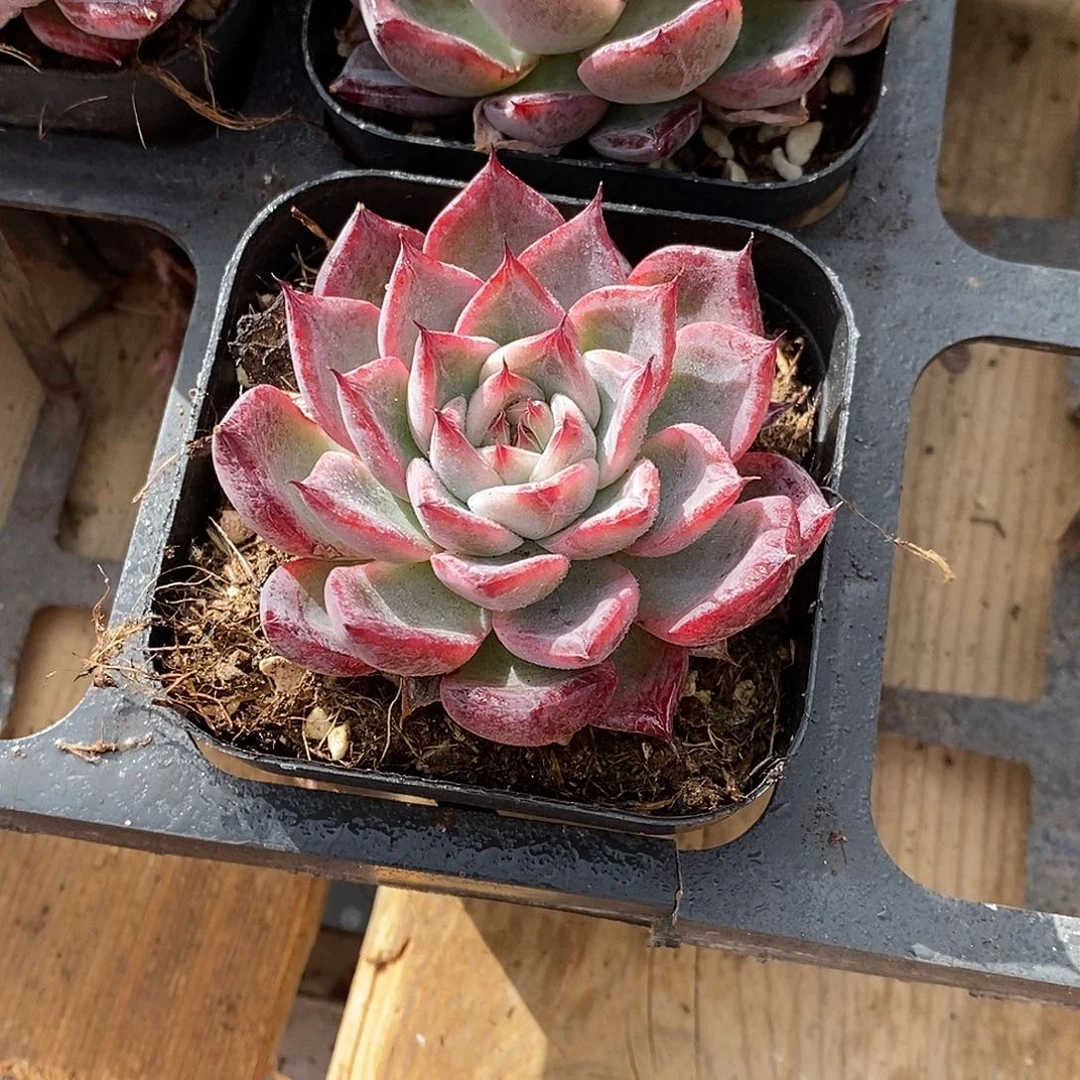 黑魔仙单头，多肉植物