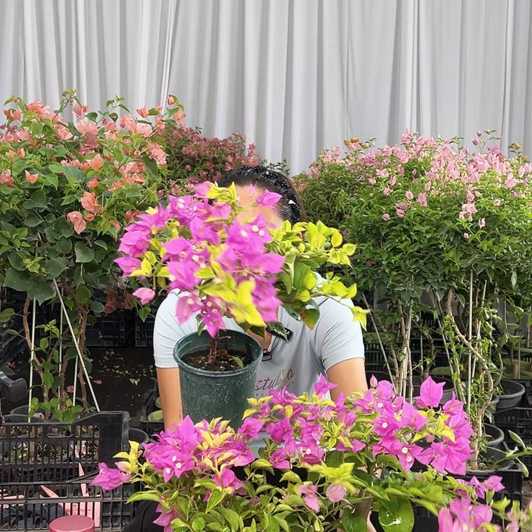 当前无花栽培后可以开花金钱豹掌中宝一颗