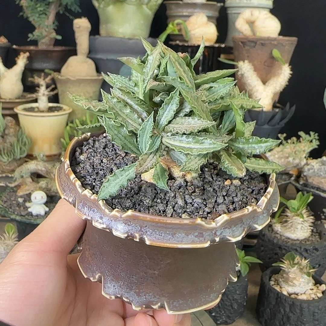 一物一拍图拉大戟02