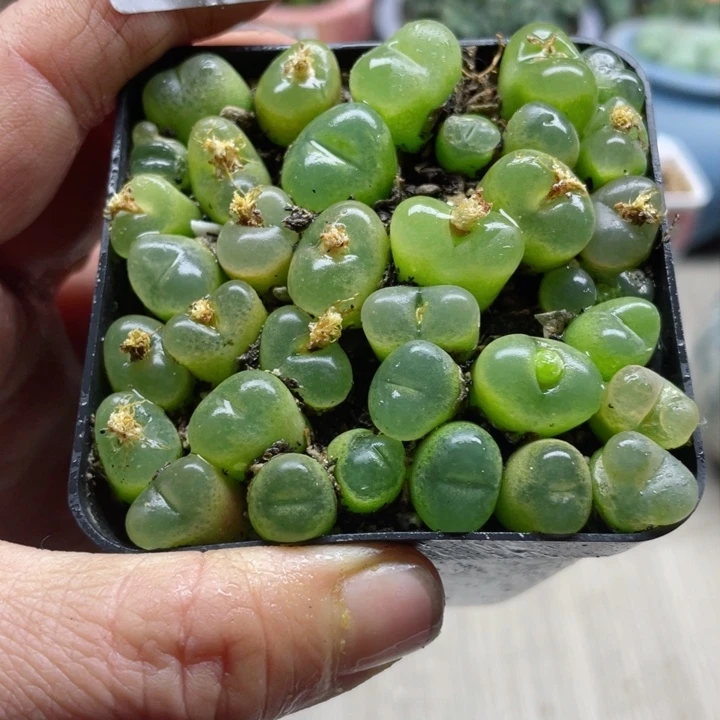 729母本果冻毛带盆