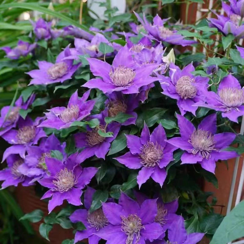 铁线莲中大苗【啤酒】大道矮生阳台庭院地栽盆栽植物 二类修剪