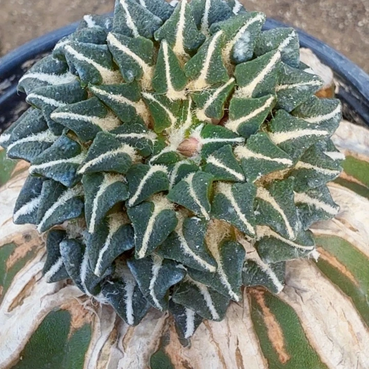 无花朵苗接馒头姬203