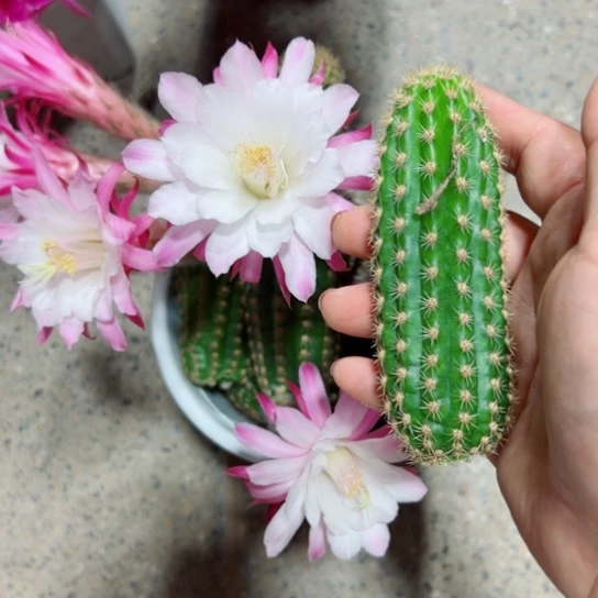 下13金妞pink 歪无根侧芽6公分左右20包邮