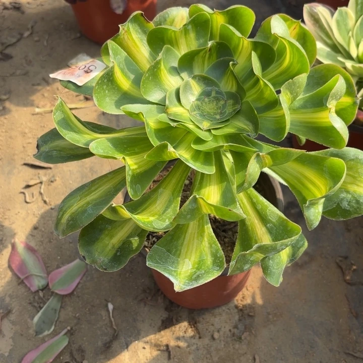 暴君多肉法师5951