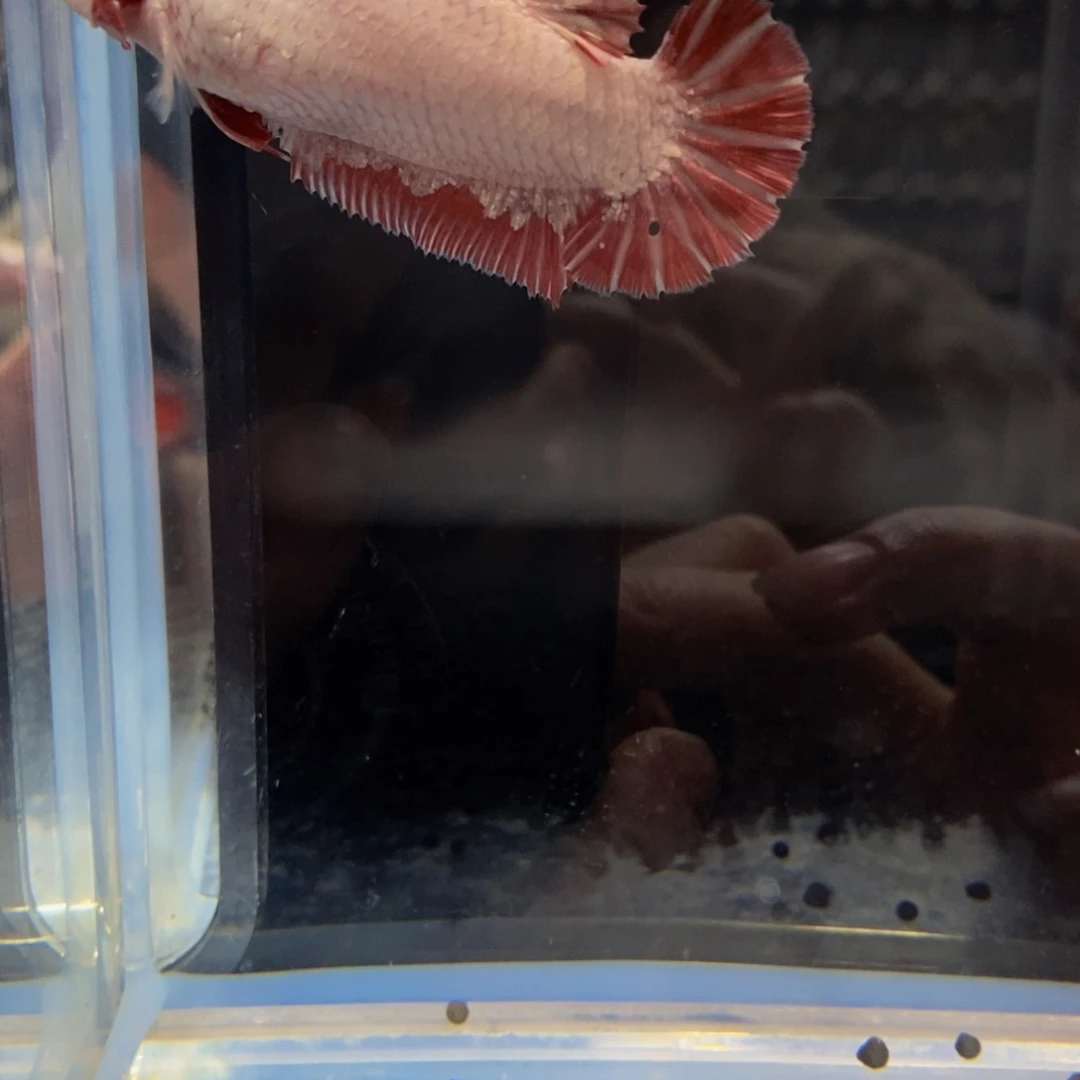 热带鱼公449噶*巨斗