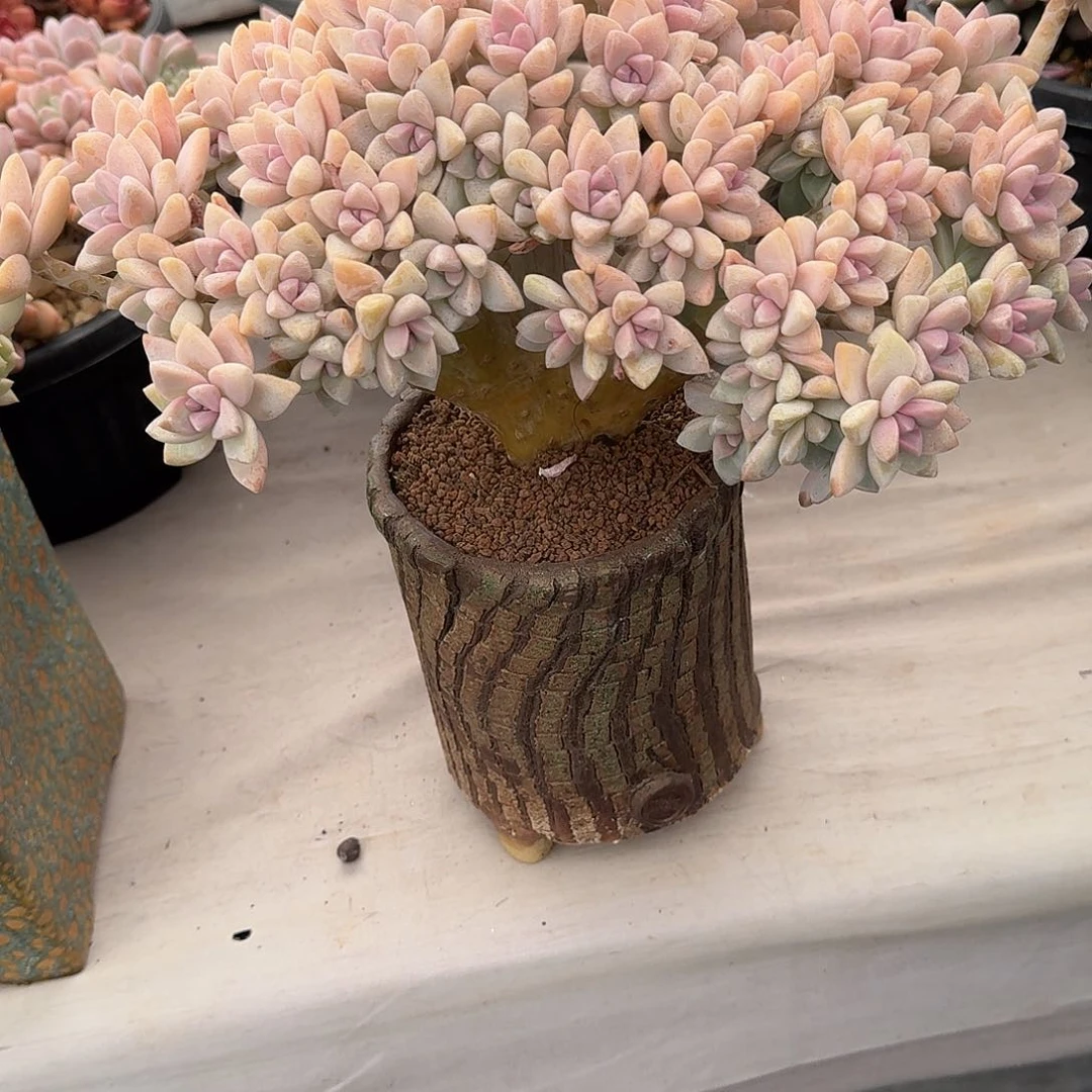 3 号淡雪缀化多肉植物 000