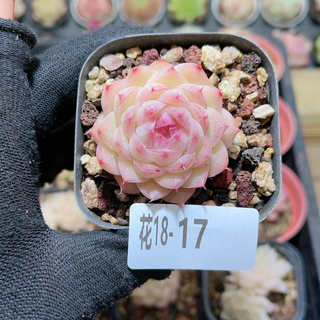 花18-17女王单头