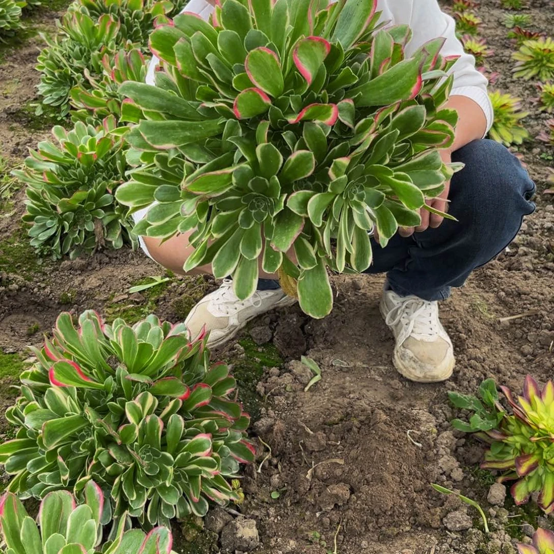 雨花石多肉植物捧花的