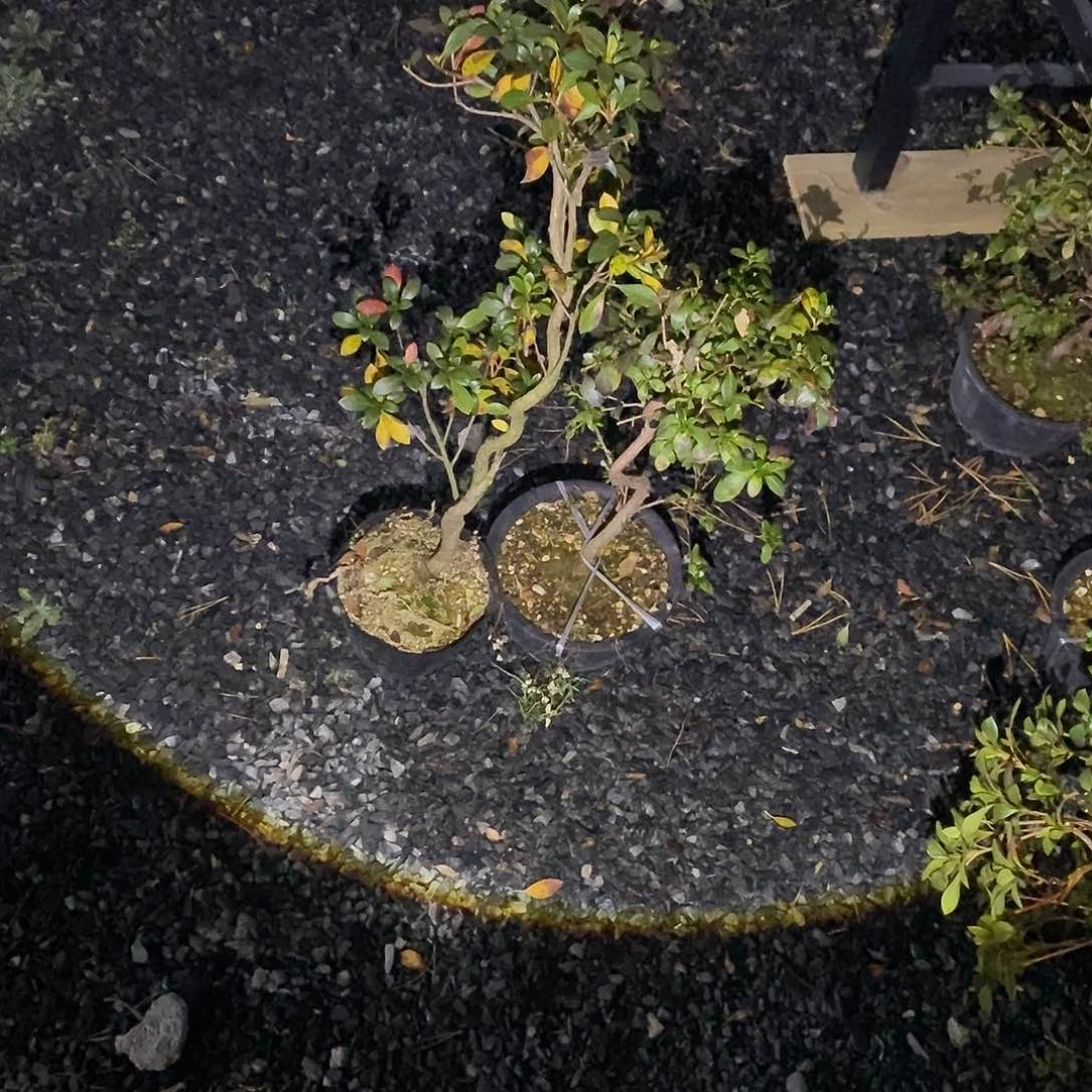 重****行杜鹃花包邮重启