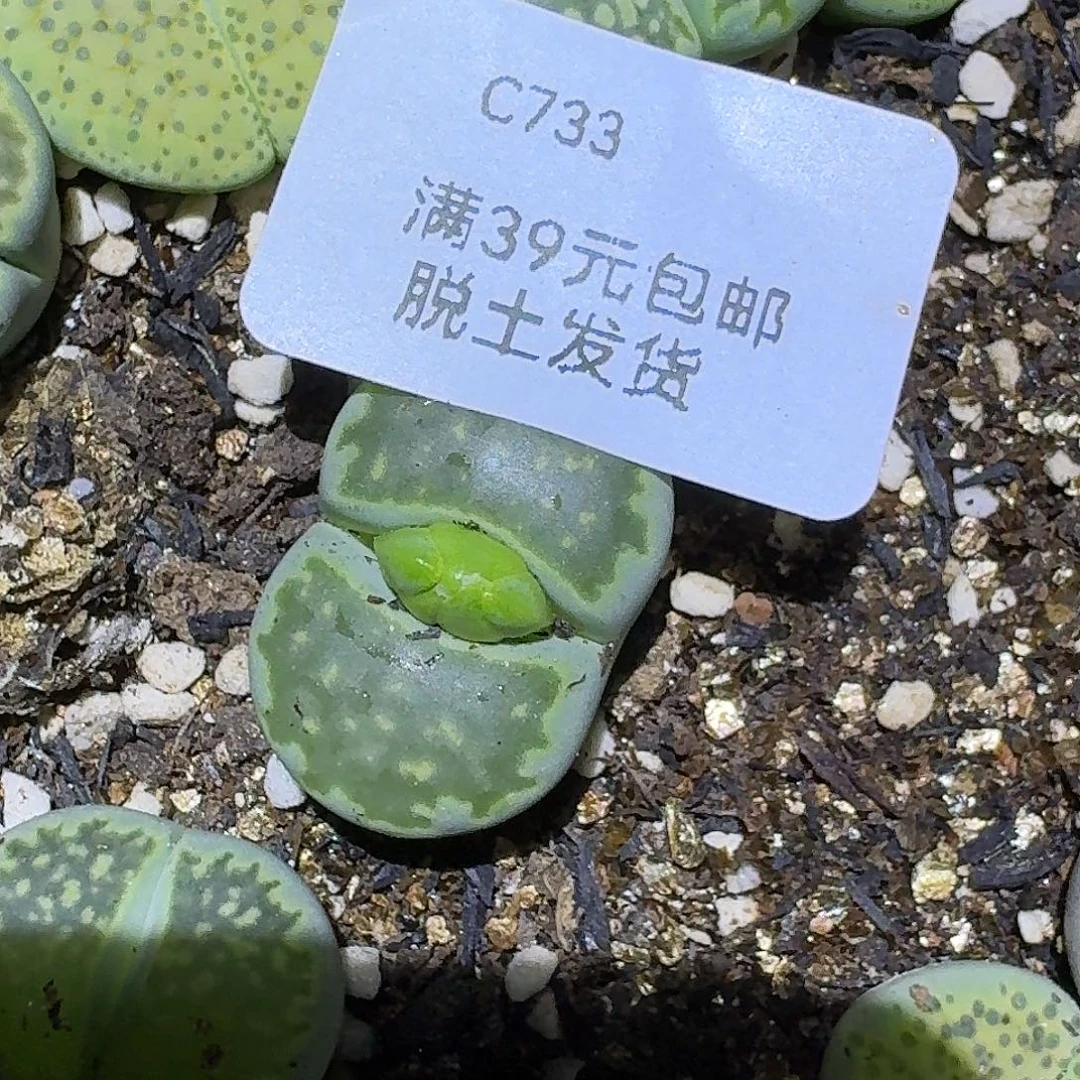 我***泥733多肉哈哈哈哈哈哈哈