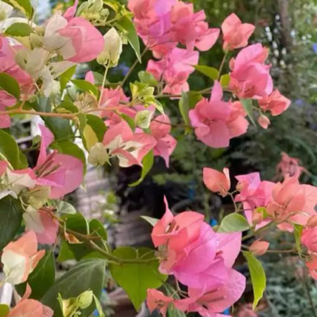 绿茵 三角梅  包对版