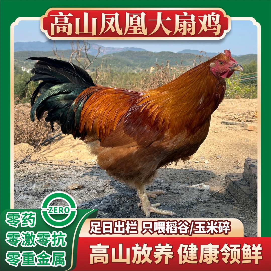 珠三角活发 6斤起广宁凤凰大扇鸡(阄鸡)起高山散养发顺丰
