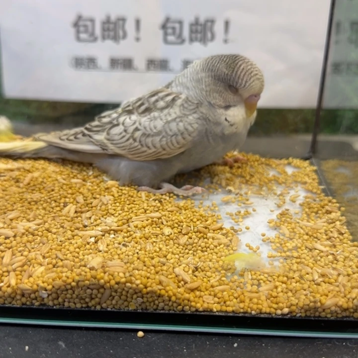 虎皮鹦鹉大头虎皮鹦鹉