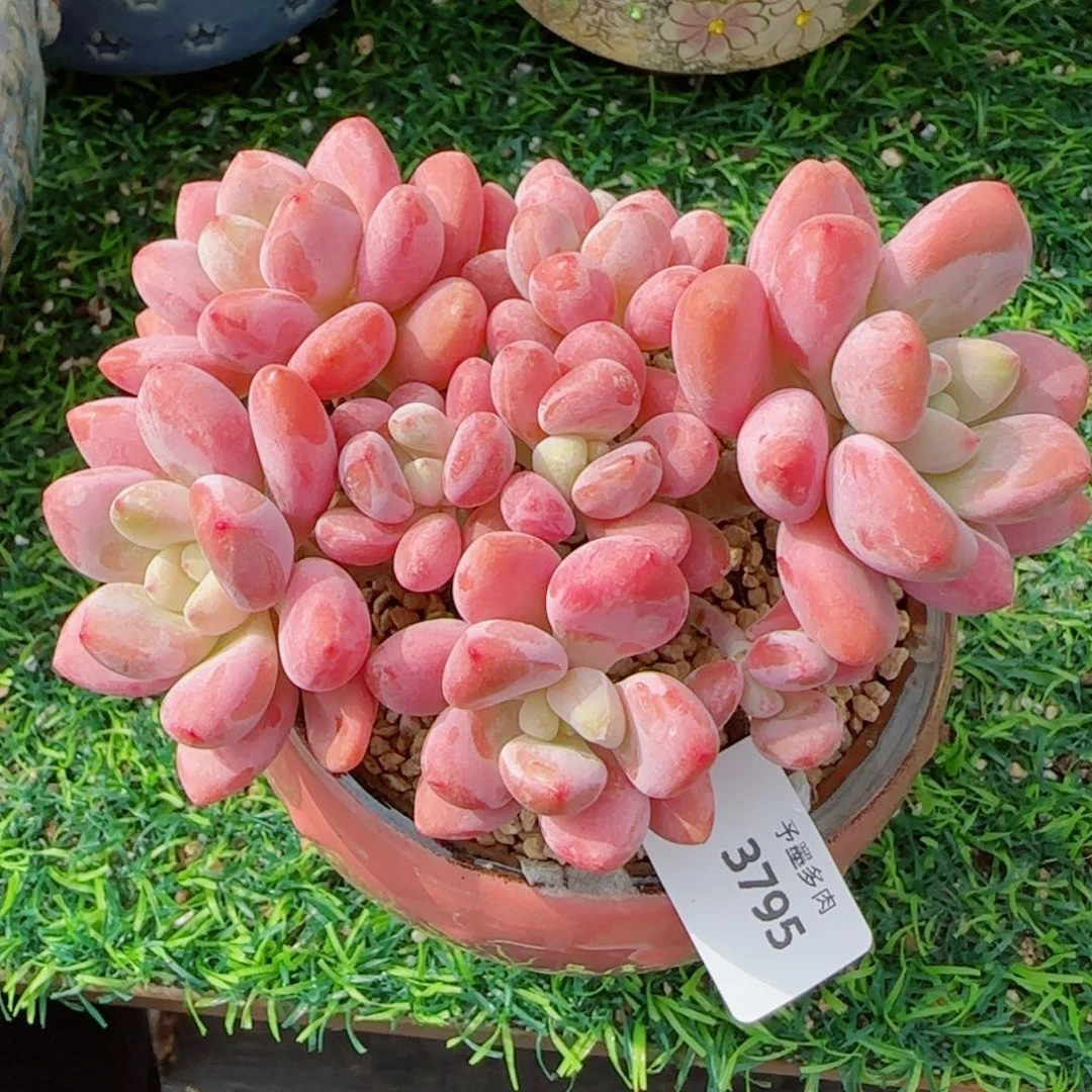 洛神无砍，3795多肉植物