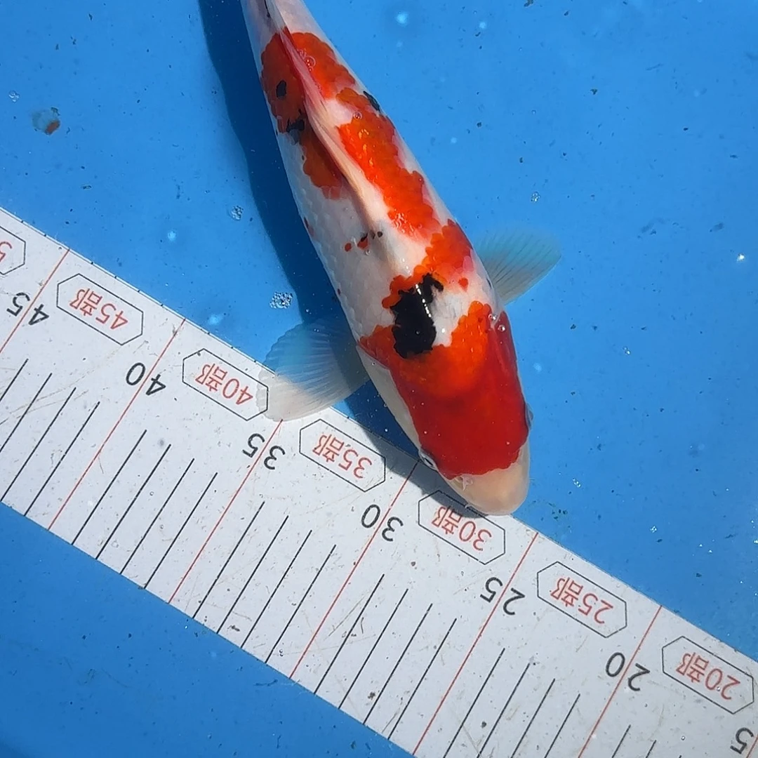 锦鲤29厘米大正公母不明