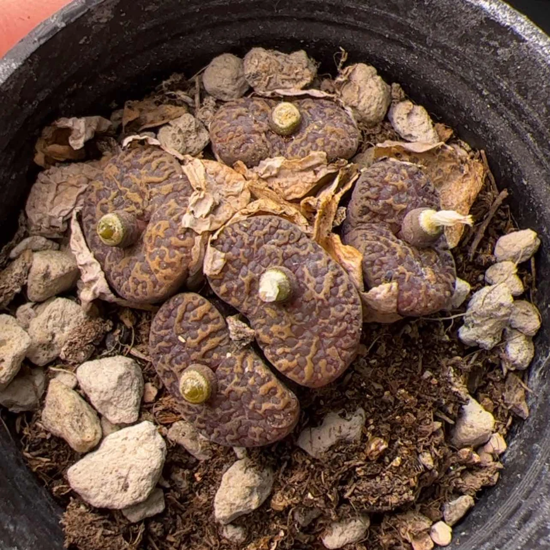 【闪购商品】0000000027