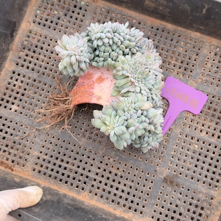 我***肉15厘米左右一物一拍的的