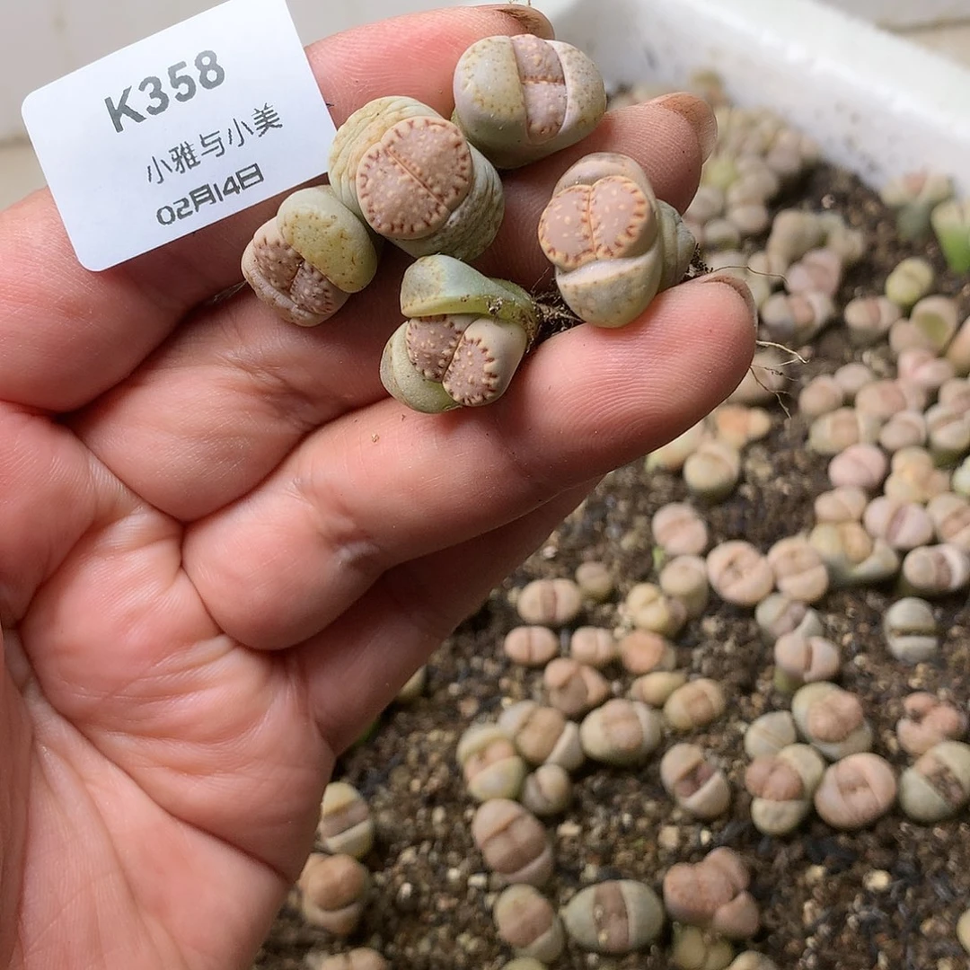 香****呐K358多肉植物保护研究所