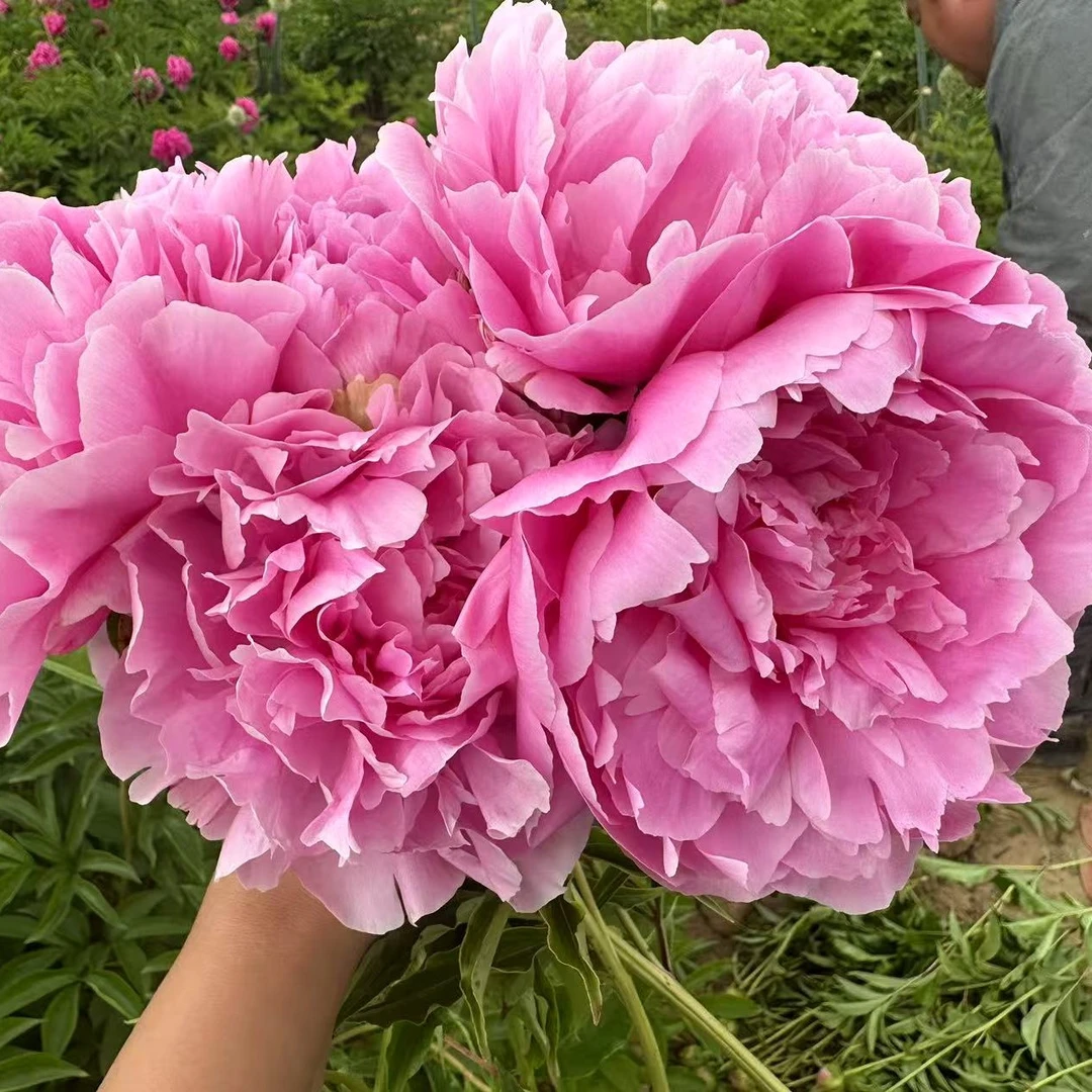 晴雯国产芍药鲜切花菏泽基地直发重瓣大花芍药