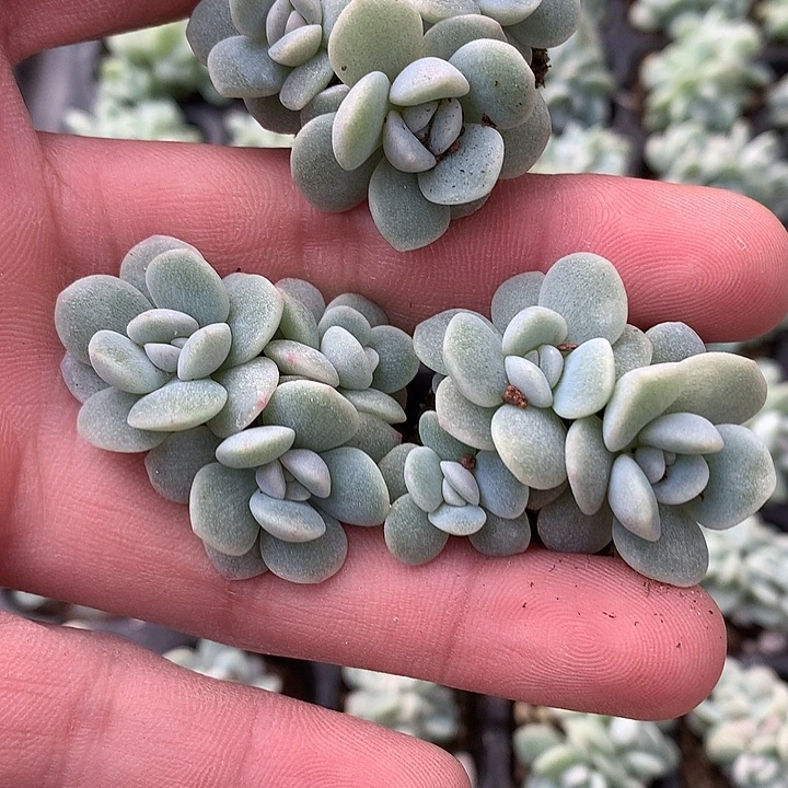 10个一组冰玉3头一物一拍