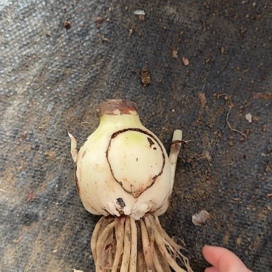 双梦1号 开花球带两个侧 开花包对版