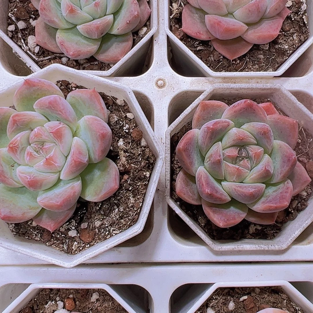 8角盆如梦令19包邮多肉植物