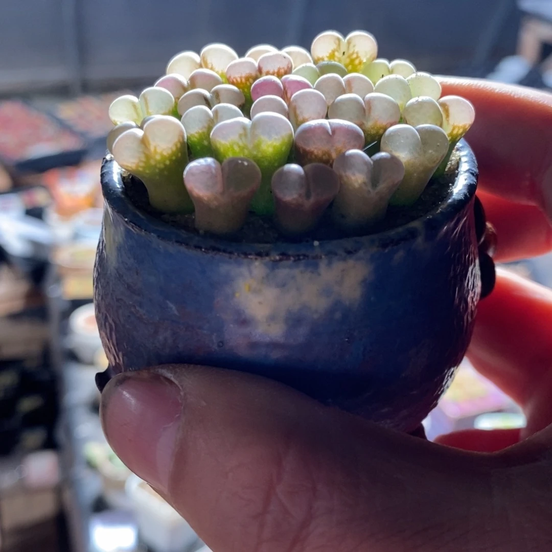 一组五颗鲑鱼粉杂交风铃。