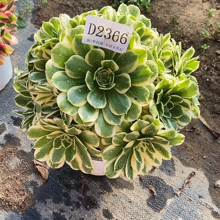 2366迈巴赫多肉不周正