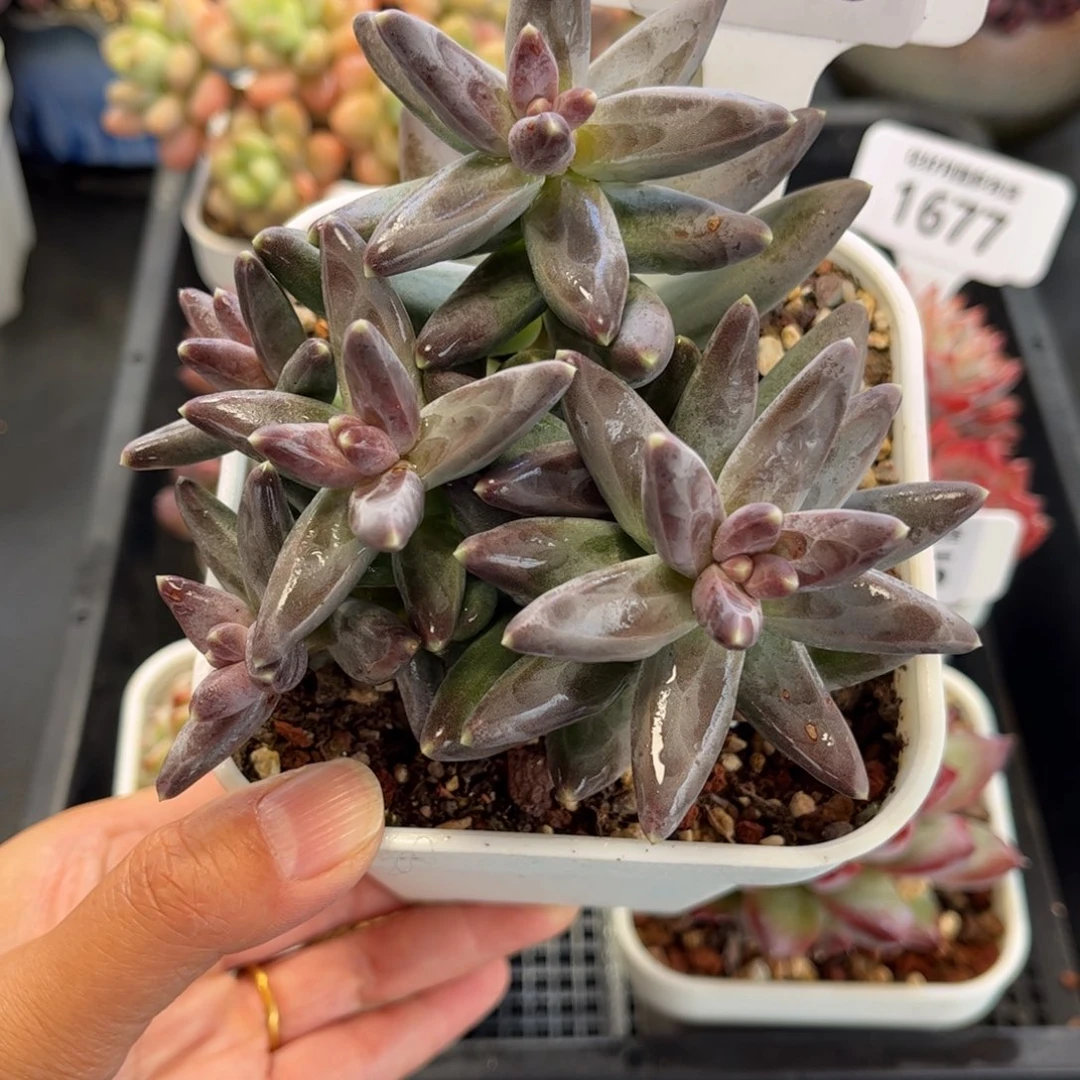 1679 满30包邮 天冷必拍保温箱