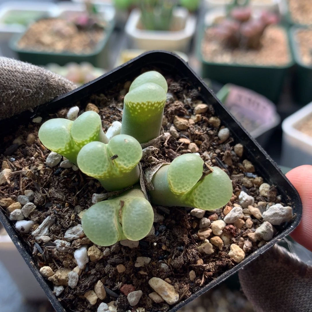 22004粉樱风铃母本 泡泡窗