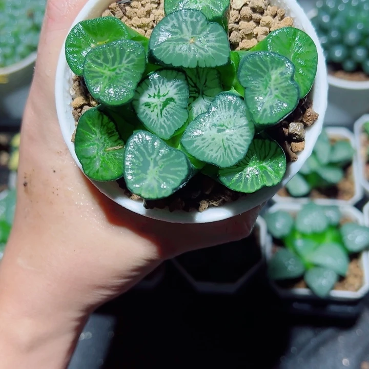 翡翠龙万象多肉植物