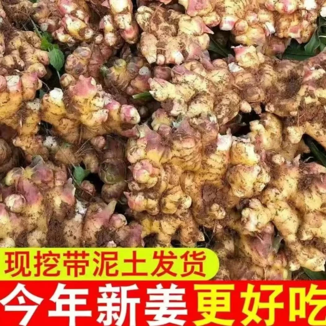 2025江西赣南特产新鲜嫩姜嫩姜芽月子姜农家自种新鲜现挖生姜