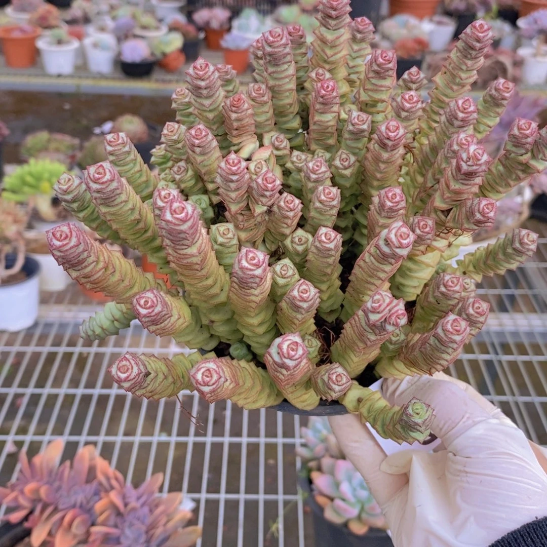 8609钱串多头一物一拍