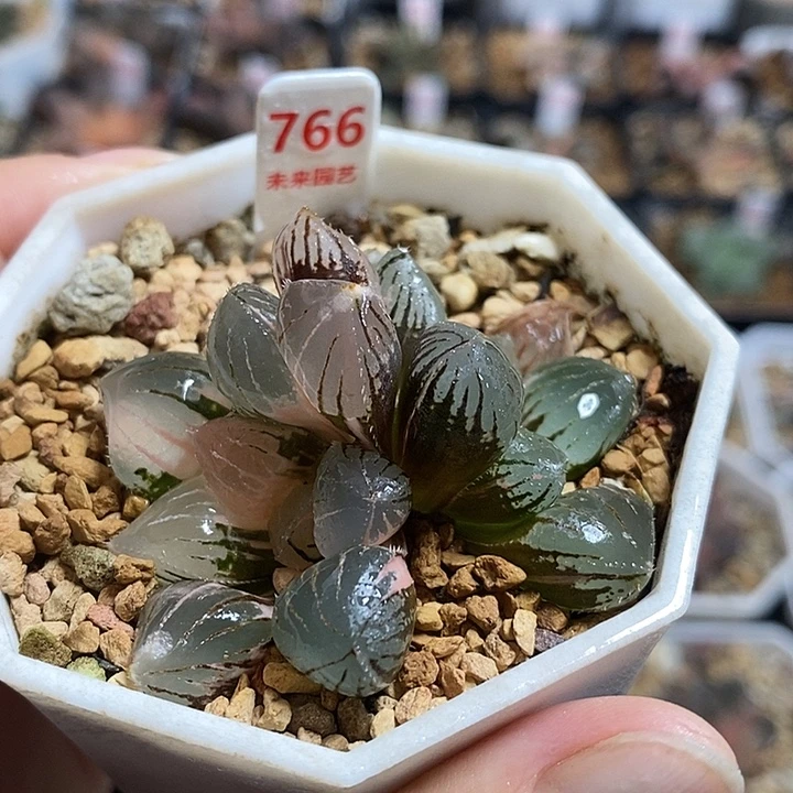 766双头糯玉露锦一物一拍