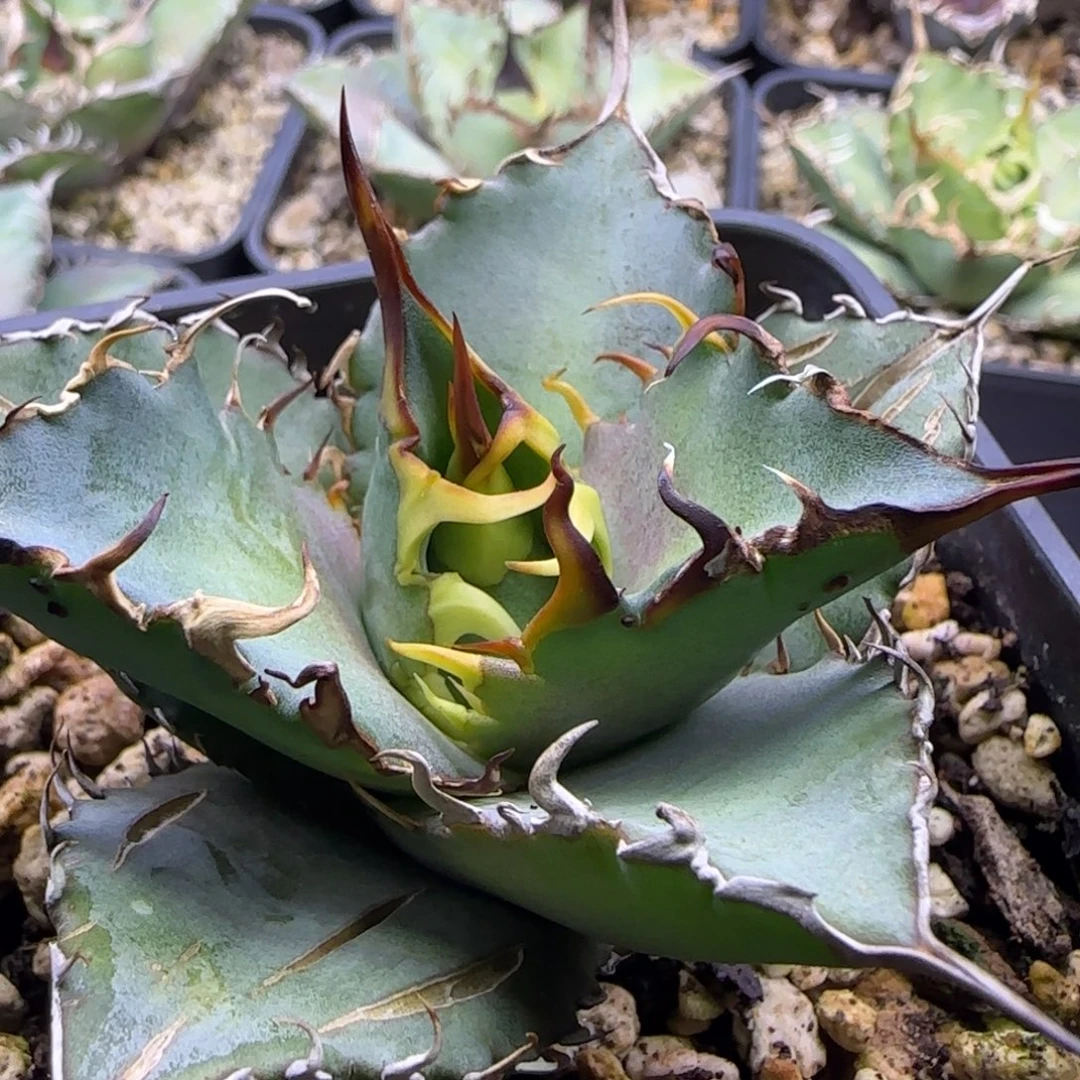 实生7号啦啦啦啦啦