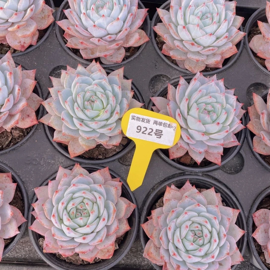 922号韩版粉蓝鸟大单头一个