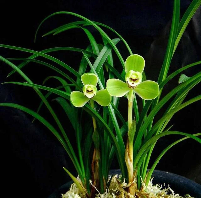 春兰 老种【宋梅】传统梅瓣 花期12-3月份 浓香型