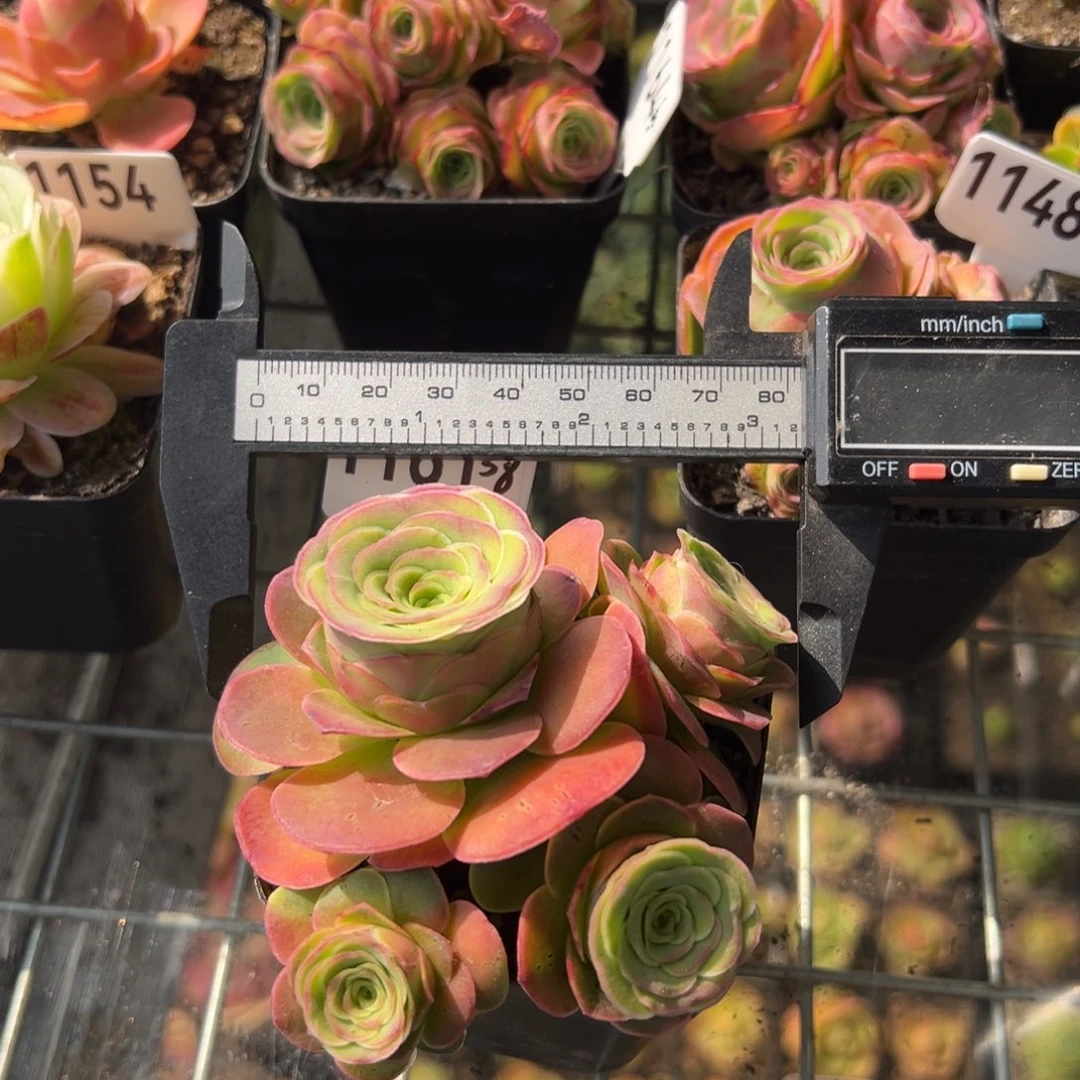 《****?樱桃1161山地玫瑰多肉