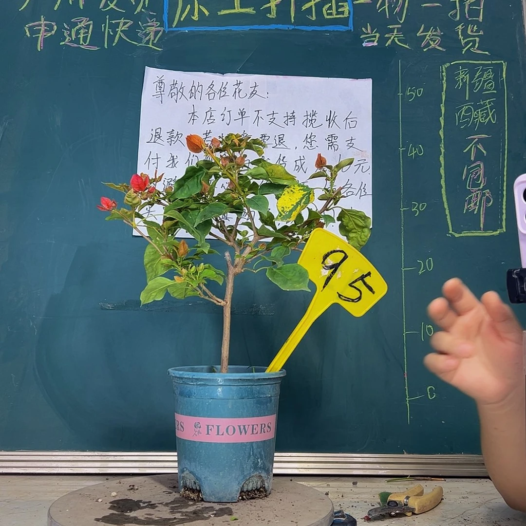 当前无花栽培后可以开花橙九月有变异95