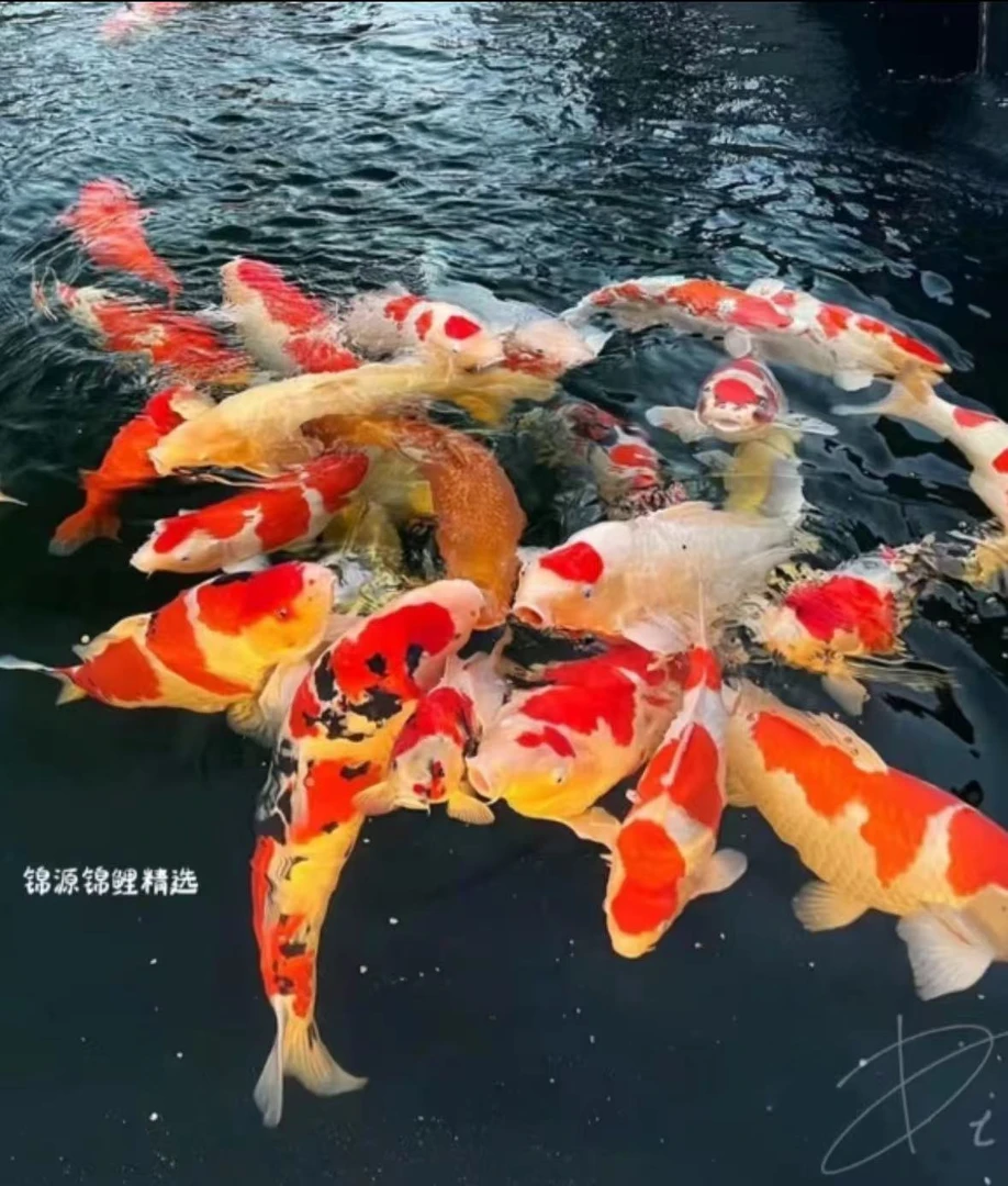 好运锦鲤观赏鱼红白大正昭和精选活体养殖发货直播