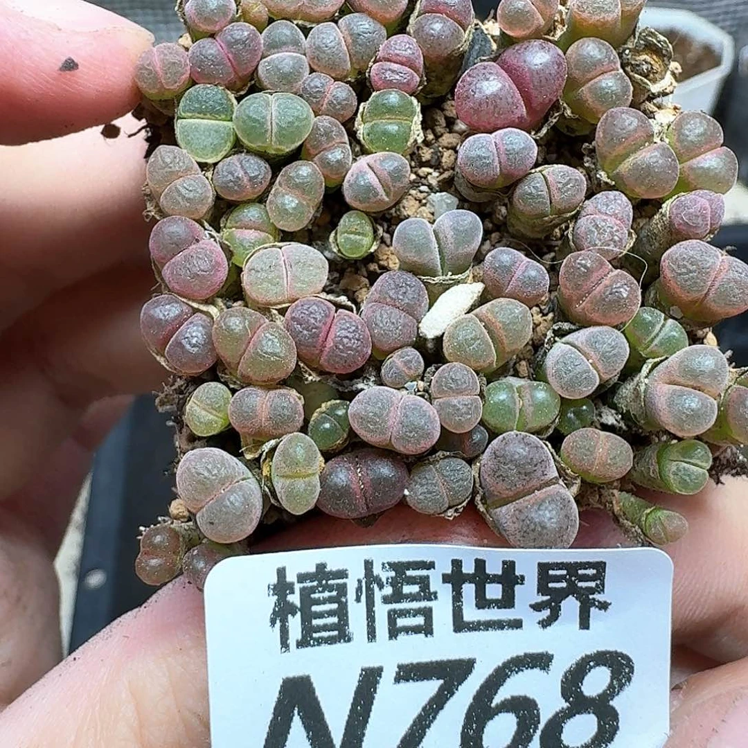 多肉植物的润泽吃v