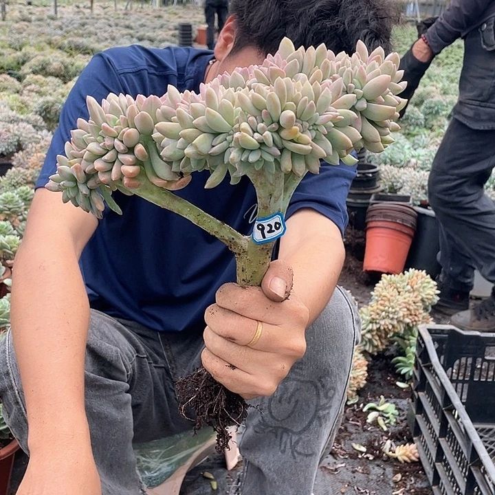 920 一物一拍淡雪缀